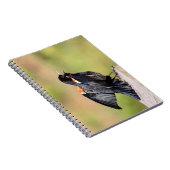 Red Winged Blackbird Singing Notizblock (Rechte Seite)