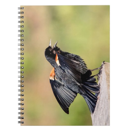 Red Winged Blackbird Singing Notizblock (Vorderseite)