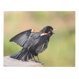 Red Winged Blackbird Singing Notizblock