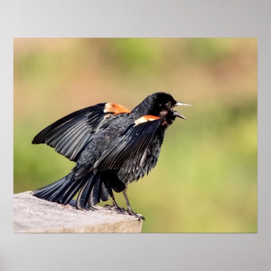 Red Winged Blackbird Singing Poster (Vorne)