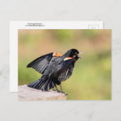 Red Winged Blackbird Singing Postkarte (Vorne/Hinten)