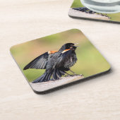 Red Winged Blackbird Singing Untersetzer (Linke Seite)
