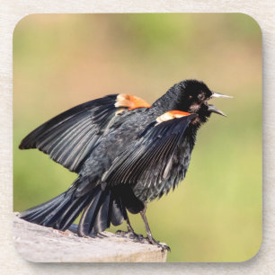 Red Winged Blackbird Singing Untersetzer