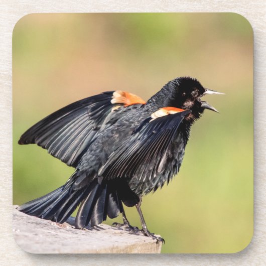 Red Winged Blackbird Singing Untersetzer (Vorderseite)