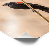 Red Winged Blackbirds in Reeds Fotografy Fotodruck (Ecke)