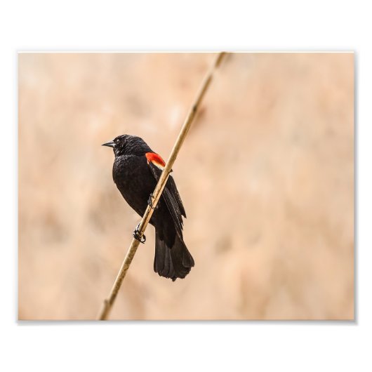 Red Winged Blackbirds in Reeds Fotografy Fotodruck (Vorne)