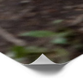 Red Wolf Cabin Style Modernes Foto Poster (Ecke)