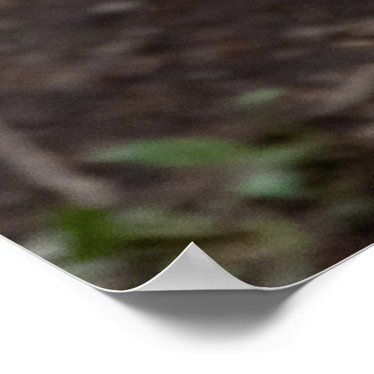 Red Wolf Cabin Style Modernes Foto Poster (Ecke)