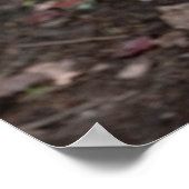 Red Wolf Cabin Style Modernes Foto Poster (Ecke)
