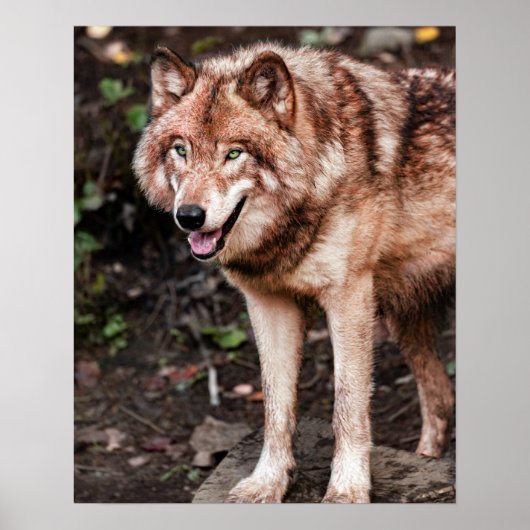 Red Wolf Cabin Style Modernes Foto Poster (Vorne)