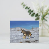 Red Wolf Februar 2011 Postkarte (Stehend Vorderseite)