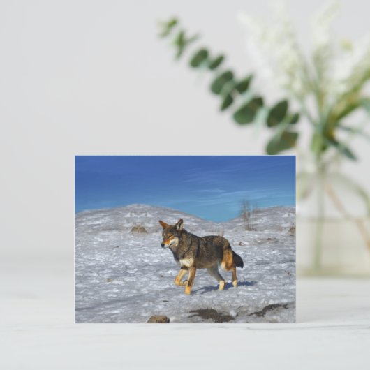 Red Wolf Februar 2011 Postkarte (Stehend Vorderseite)