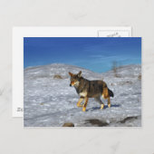 Red Wolf Februar 2011 Postkarte (Vorne/Hinten)