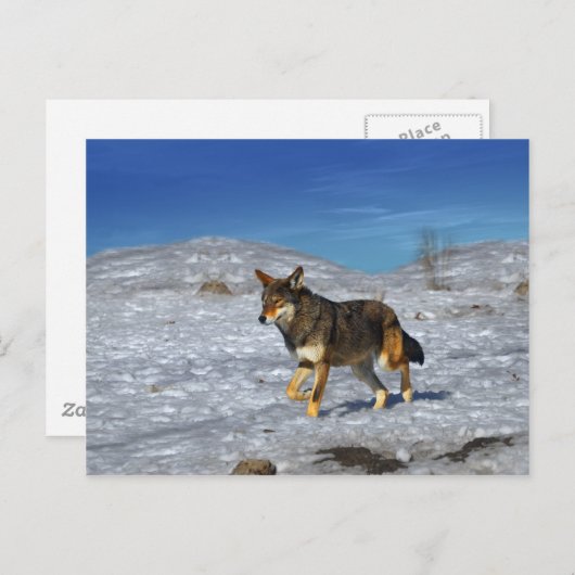 Red Wolf Februar 2011 Postkarte (Vorne/Hinten)