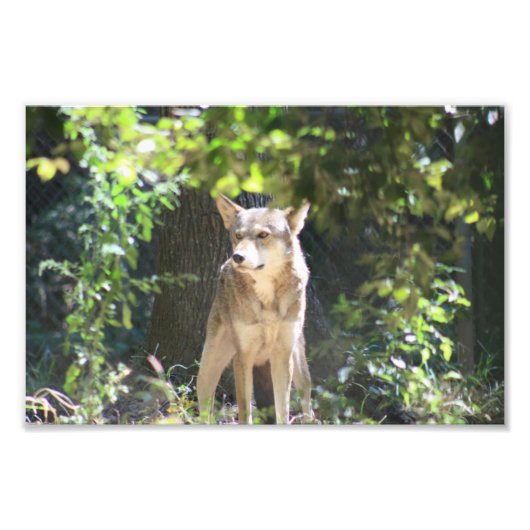 Red Wolf Fotodruck (Vorne)