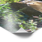 Red Wolf Fotodruck (Ecke)