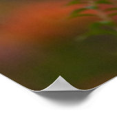 Red Wolf Poster (Ecke)