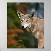 Red Wolf Poster (Vorne)