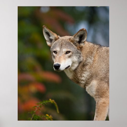 Red Wolf Poster (Vorne)