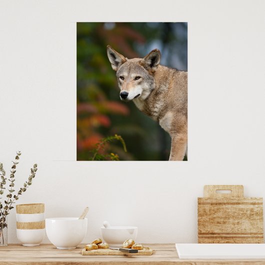 Red Wolf Poster (Küche)