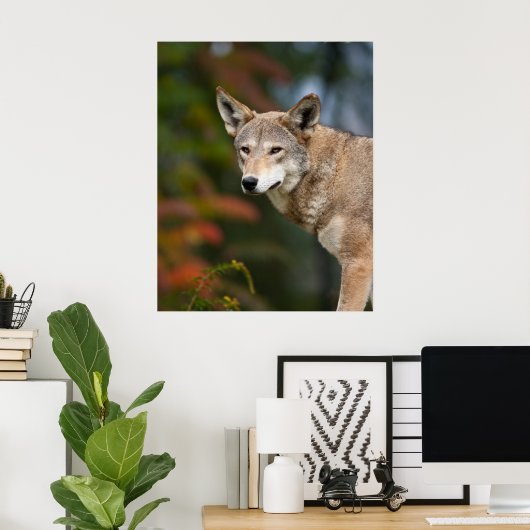 Red Wolf Poster (Heimbüro)