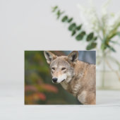 Red Wolf Postkarte (Stehend Vorderseite)