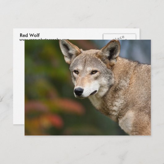 Red Wolf Postkarte (Vorne/Hinten)