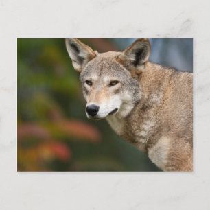 Red Wolf Postkarte