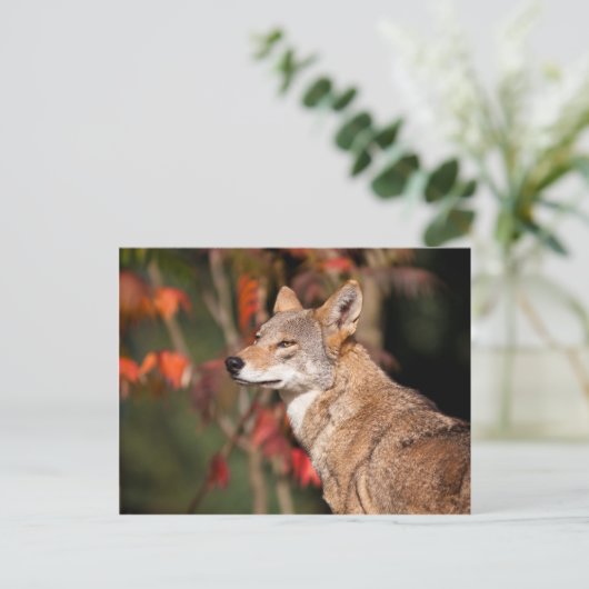 Red Wolf Postkarte (Stehend Vorderseite)