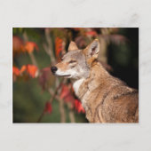 Red Wolf Postkarte (Vorderseite)