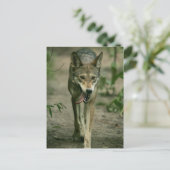 Red Wolf Postkarte (Stehend Vorderseite)