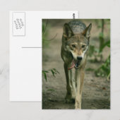 Red Wolf Postkarte (Vorne/Hinten)
