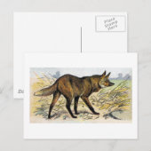 Red Wolf Postkarte (Vorne/Hinten)