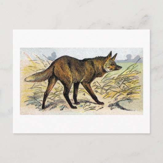 Red Wolf Postkarte (Vorderseite)