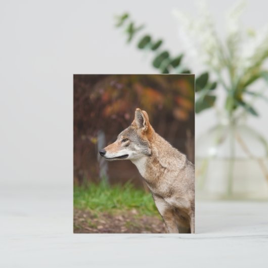 Red Wolf Postkarte (Stehend Vorderseite)