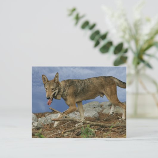Red Wolf Pup Postkarte (Stehend Vorderseite)