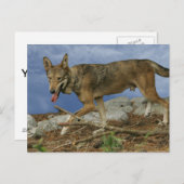 Red Wolf Pup Postkarte (Vorne/Hinten)