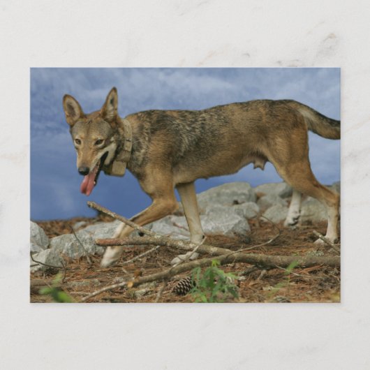 Red Wolf Pup Postkarte (Vorderseite)