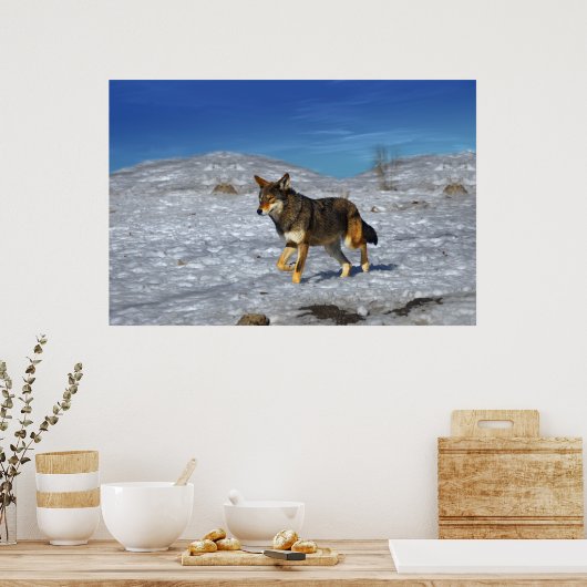 Red Wolf Winter Februar 2011 Poster (Küche)