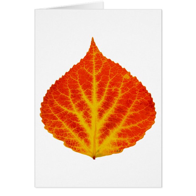 Red & Yellow Aspen Leaf #10 (Vorne)