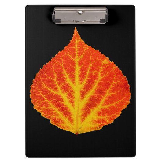 Red & Yellow Aspen Leaf #10 Klemmbrett (Vorderseite)