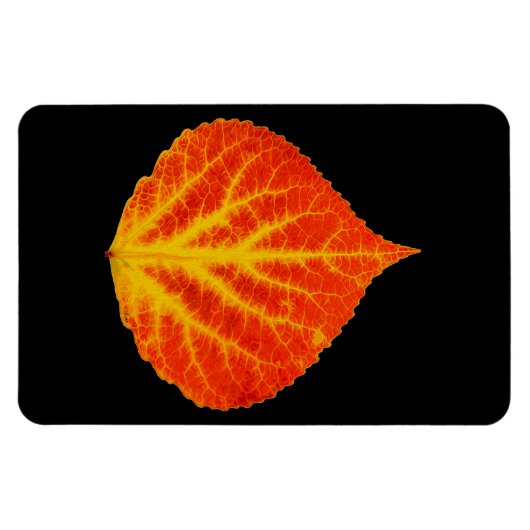 Red & Yellow Aspen Leaf #10 Magnet (Horizontal)