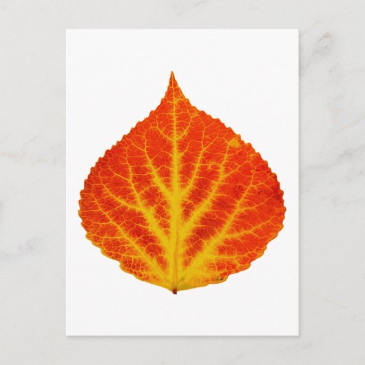 Red & Yellow Aspen Leaf #10 Postkarte (Vorderseite)