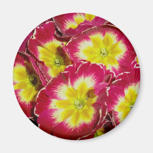 Red Yellow Primrose Magnet (Vorne)