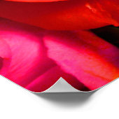 Red Yellow Rose Poster (Ecke)