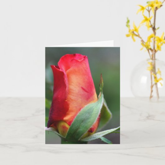 Red Yellow Rosebud Flower Photography Note Karte (Gelbe Blume)