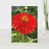 Red Zinnia Blank Note Card Dankeskarte (Vorderseite)