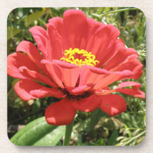 Red Zinnia Cork Untersetzer