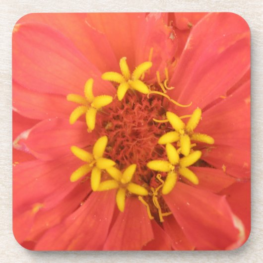 Red Zinnia Macro Cork Untersetzer (Vorderseite)