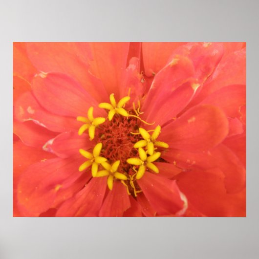 Red Zinnia Macro Print Poster (Vorne)